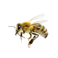 wasp sting remedies