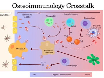 From Infection to Inflammation: How Immunity Shapes Bone Health