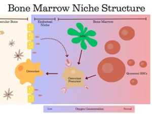 Osteoimmunology: Bridging Bone and Immune System Interactions