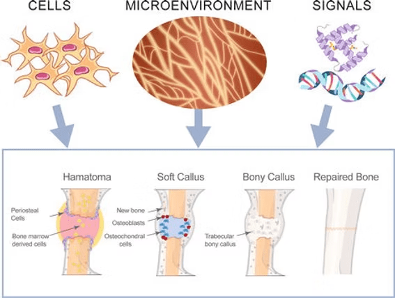 Rebuilding Better Bone: 8 Reasons Why the Bone Microenvironment is Essential